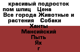 красивый подросток пом шпиц › Цена ­ 30 000 - Все города Животные и растения » Собаки   . Ханты-Мансийский,Пыть-Ях г.